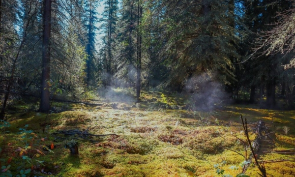 Steamy boreal swamp Steamy boreal swamp