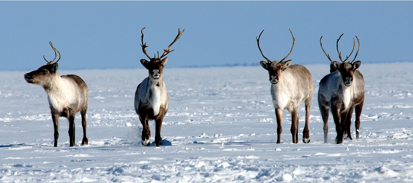 Photo for proposed management plans- NWT