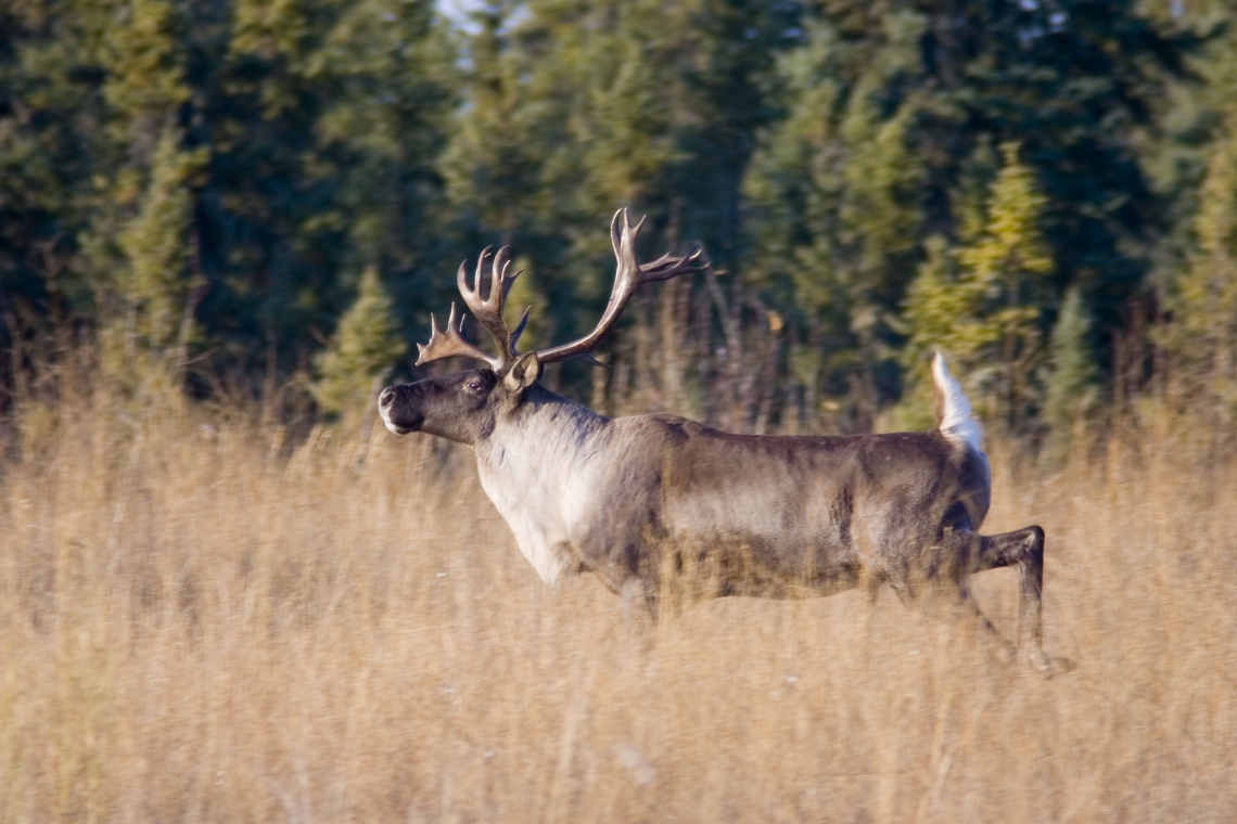 Woodland Caribou Woodland Caribou