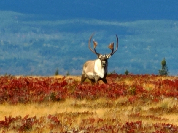 Project photo: A time-series assessment of habitat and connectivity for caribou in Newfoundland and Labrador