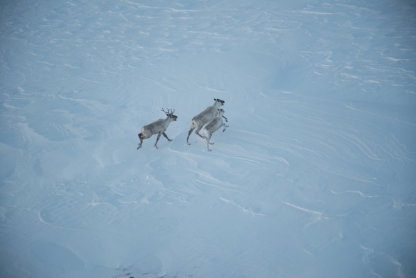 Project photo: Monitoring of the Torngat Mountains Caribou Herd